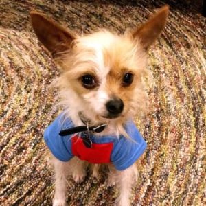 Meet your Posher, Meredith